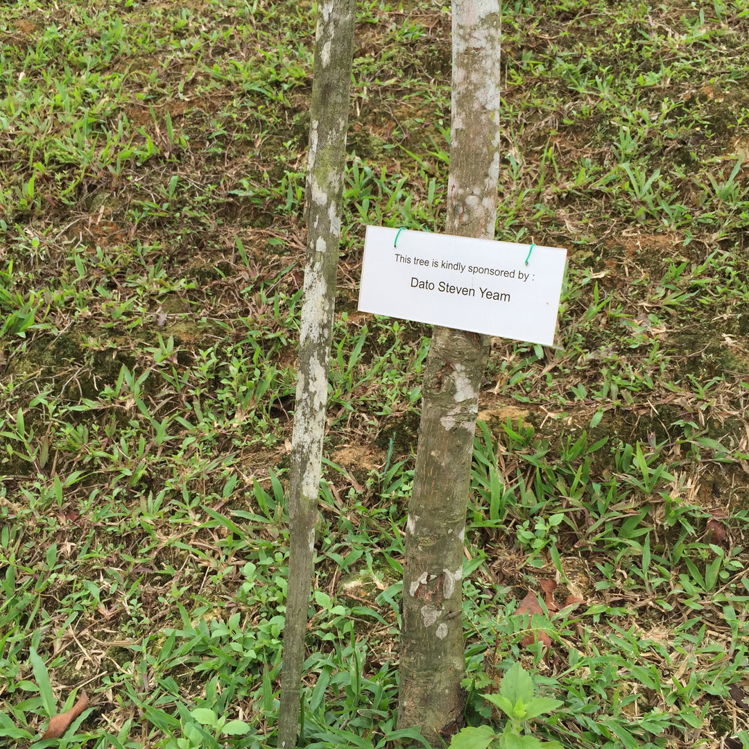 Tree Planting Fund